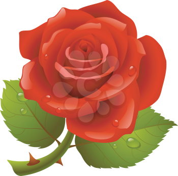 Royalty Free Clipart Image of a Red Rose