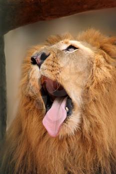 Royalty Free Photo of a Lion Yawning