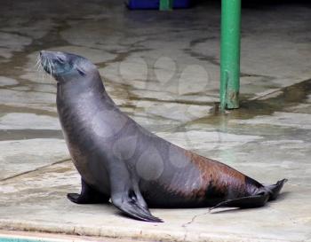 Royalty Free Photo of a Seal Resting a Bit Out of Water at a Show