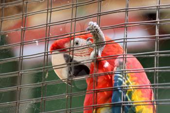 Royalty Free Photo of a Caged Scarlet Macaw