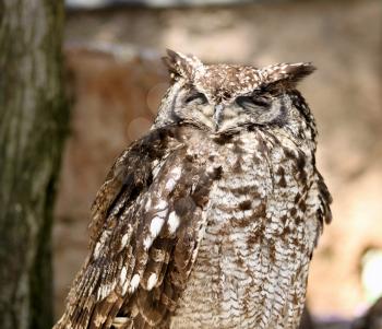 Royalty Free Photo of an African Spotted Eagle Owl