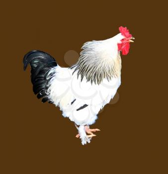 Royalty Free Photo of an Illustration of a Cock