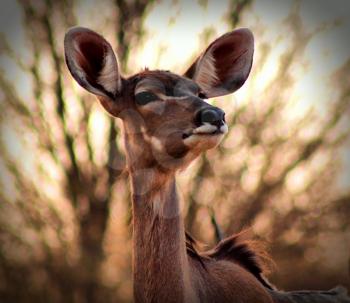 Royalty Free Photo of a Kudu Ewe