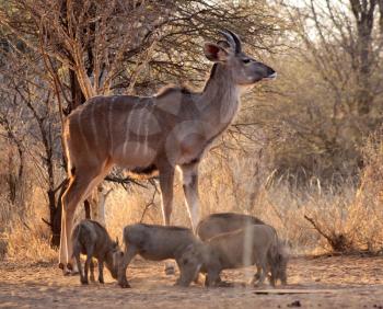 Royalty Free Photo of a Kudu Bull and Warthogs