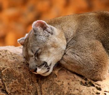 Royalty Free Photo of a Puma Sleeping