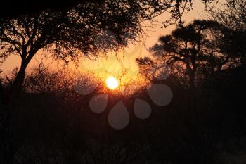Royalty Free Photo of a Sunset Through Trees