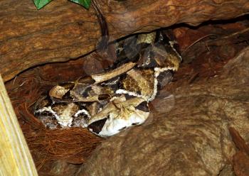 Royalty Free Photo of a Poisonous West Africa Gaboon Viper