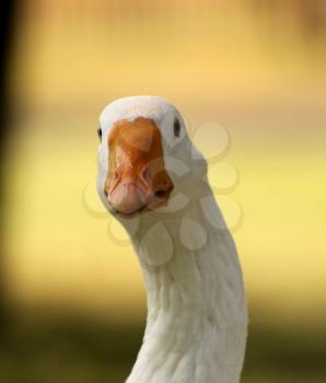 Striking Picture of Head of a Curious Goose