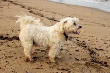 Close-up Picture of Tired Maltese Dog on Beach