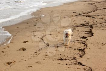 Picture of Tired Maltese Dog on Beach