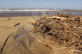 Picture of Driftwood after High Tide Storm