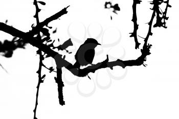 Royalty Free Clipart Image of a Small Bird in a Thorn Tree