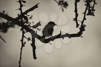Royalty Free Photo of a Sepia Tone of a Bird Silhouette in a Thorn Tree