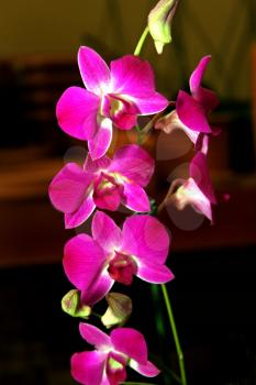 Royalty Free Photo of an Orchid Species Purple Dendrobium Blue Max