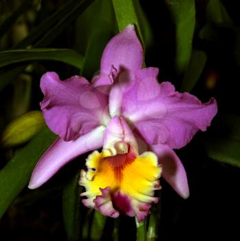 Colorful Orchid Species Purple Yellow Red Cattleya Brunswick Surprise Simon Picture