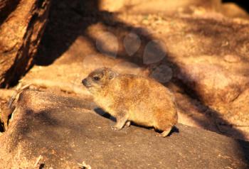 Baby Dassie Basking in the South African Morning Sun