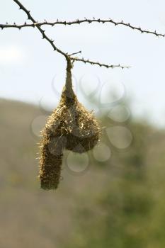 Unique Shape of Weaver-bird Nests Hanging on Thorn Tree Branch