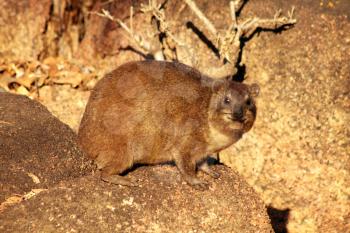 Side View of a South African Dassie on Rocks