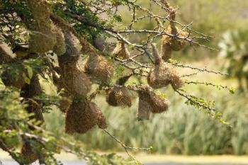 Weaver-bird Nests Hanging Safely Over a River