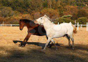Two Horses Running Over Winter Grass Field 