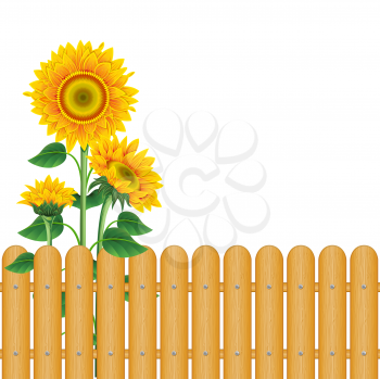 Royalty Free Clipart Image of Sunflowers and a Fence