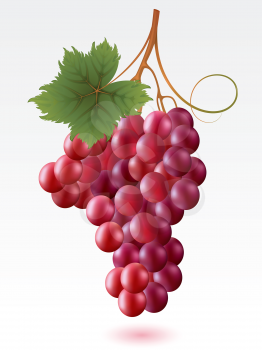 Royalty Free Clipart Image of a Grapes