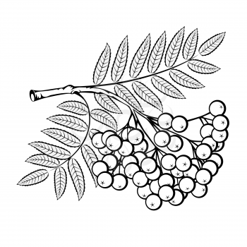 Rowan branch on a white background