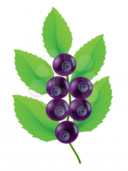 Royalty Free Clipart Image of Blueberries