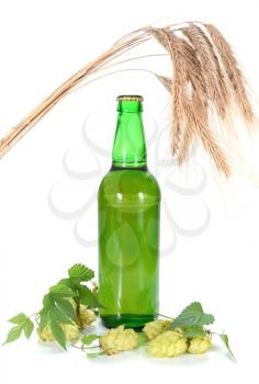 beer and hop isolated on white background