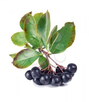black ashberry isolated on white background