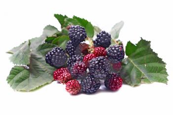 ripe blackberry isolated on white background
