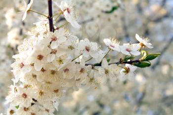 white blossom on three spring
