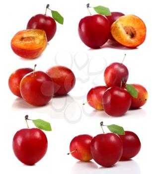 cherry-plum isolated on white background