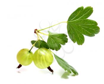 gooseberry on a brunch with leaves isolated on white background