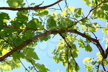 leaves of vine on the blue background of sky