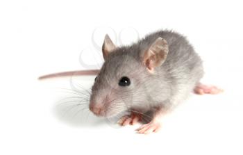 gray mouse isolated on white background