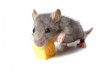 gray mouse and cheese isolated on white background
