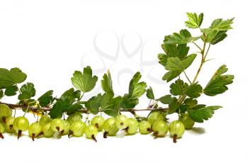 much gooseberry on a brunch with leaves isolated on white background