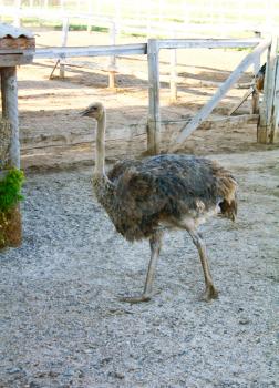 ostrich on a farm