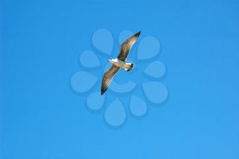 seagull bird flight blu sky