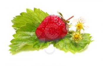 strawberry and blossom isolated on white background