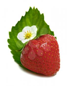 strawberry blossom isolated on white background