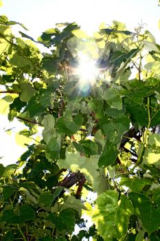 sun lighting through the leaves of vine