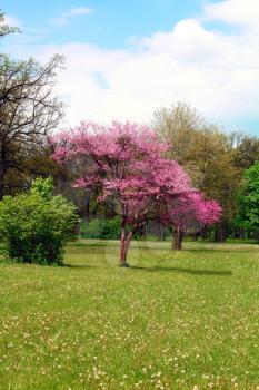 tree purple blossom single and green grass blue sky