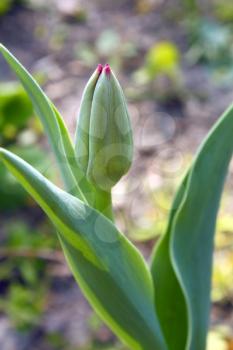 unity green tulip in garden