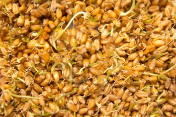 sprouted wheat as the background