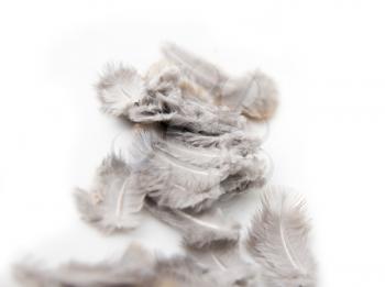 feathers on a white background