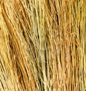 backgrounds texture of dry grass 
