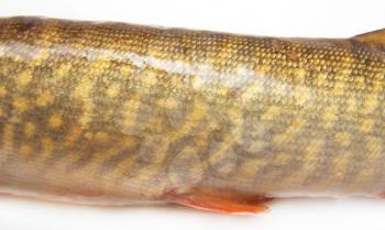 body of the pike on a white background