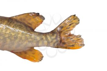 pike's tail on a white background